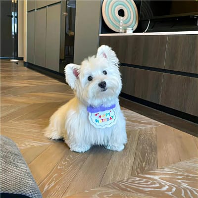 เจนนี่ ปาหนัน avatar